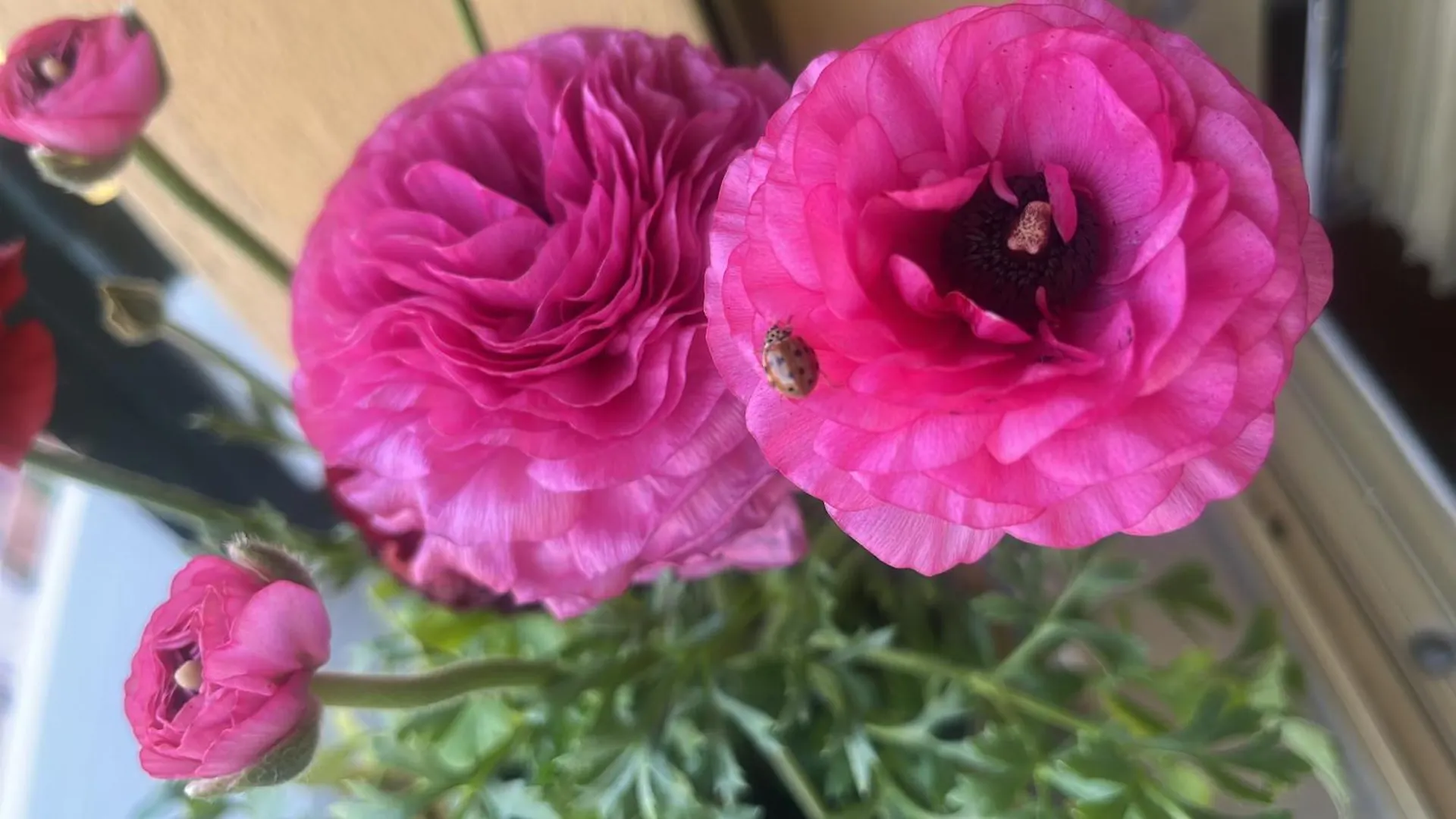 Bed & Breakfast Bloom As You Are Bologna Italia