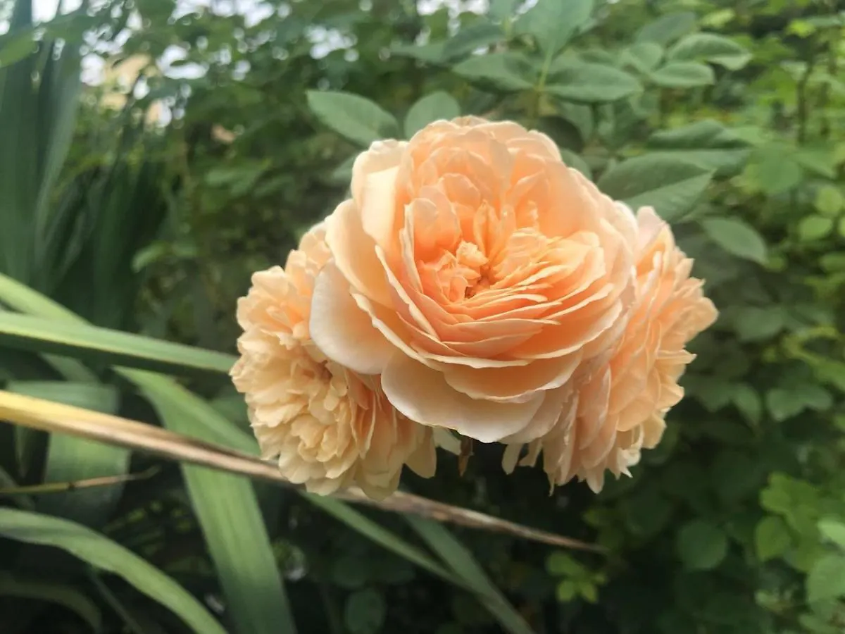 Bed & Breakfast Bloom As You Are Bologna